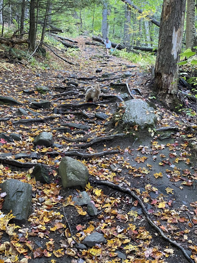 A trail with large rocks and roots meanders through the trees.