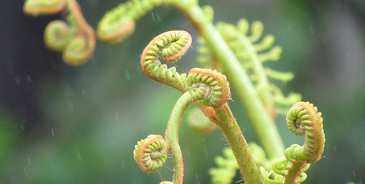 A fern with furled green leaves.